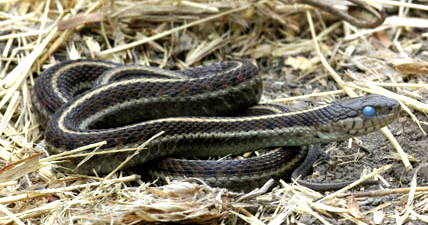 snakes along lagoon at Edgewater Isle