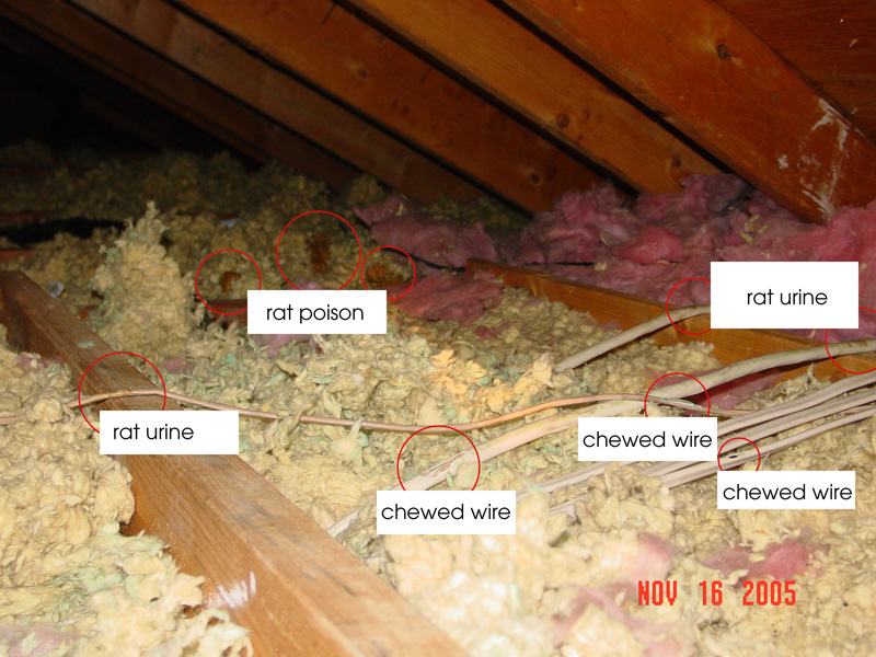 indications of rat infestation at Edgewater Isle