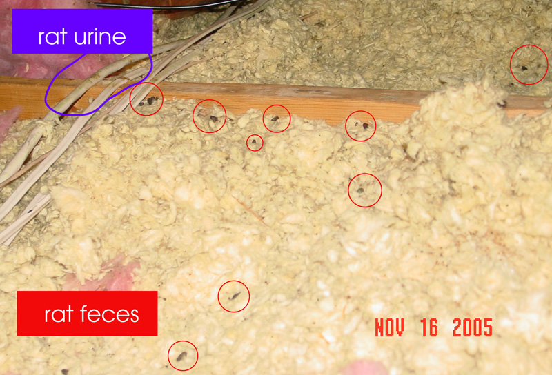 rat poop in attic at Edgewater Isle