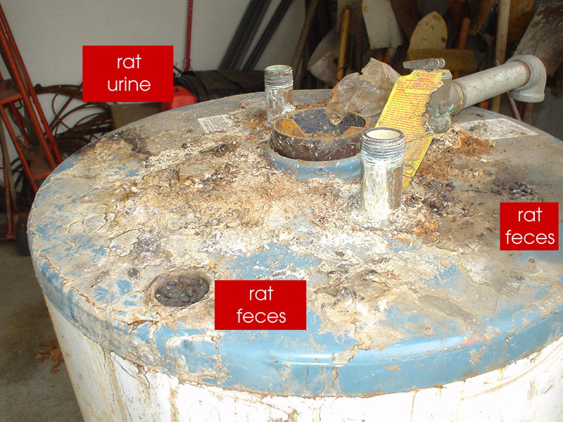 rats at Edgewater Isle