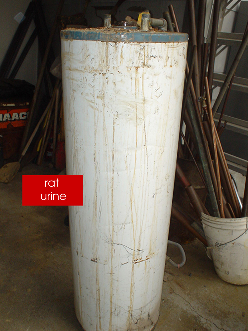 rats at Edgewater Isle