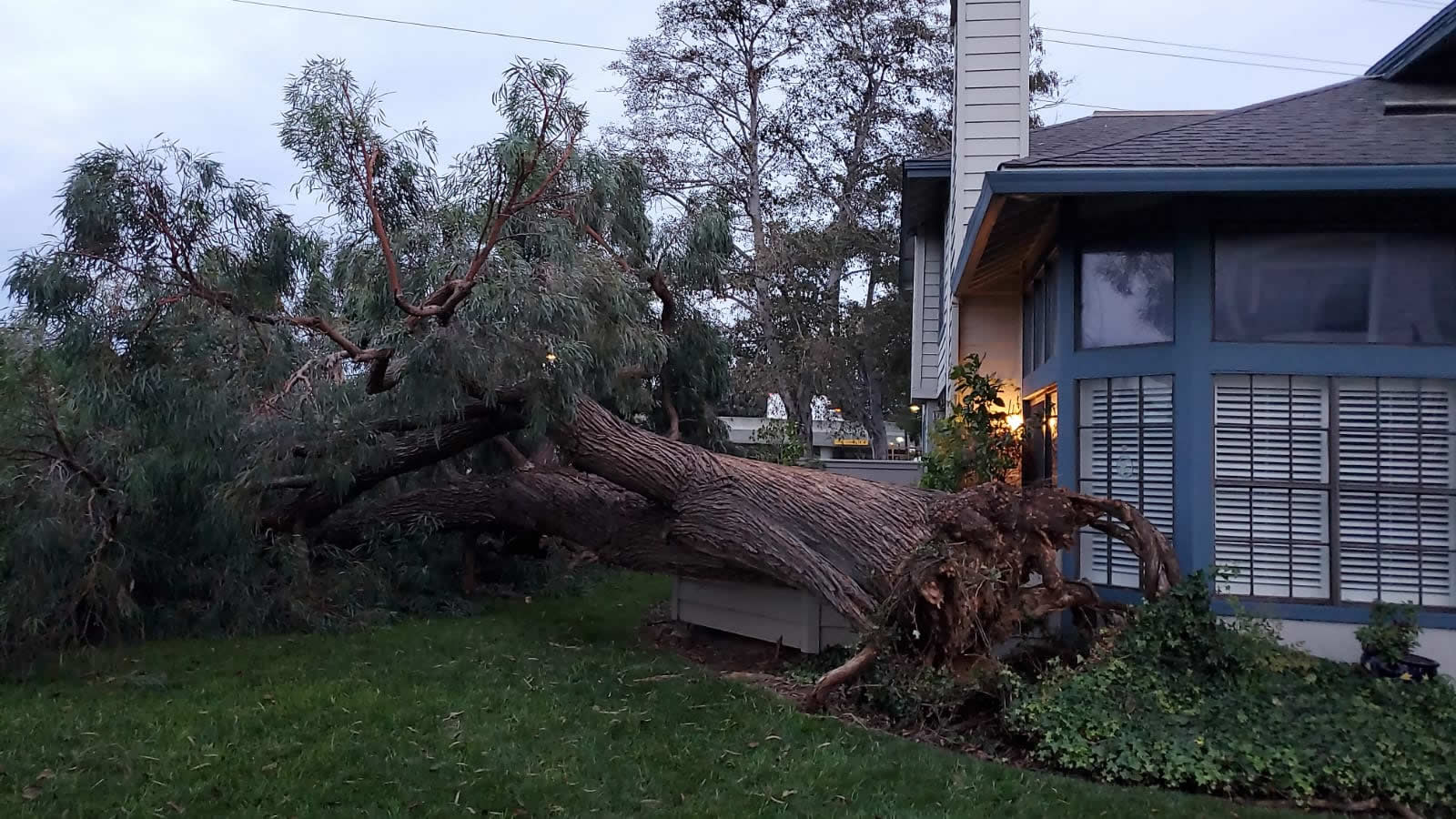 large tree falls over bike path at Edgewater Isle