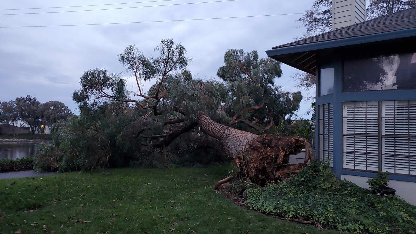 large tree falls over bike path at Edgewater Isle