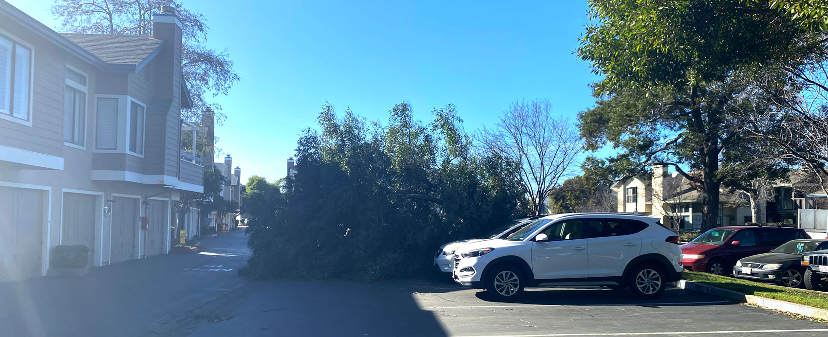 tree fell over at Edgewater Isle