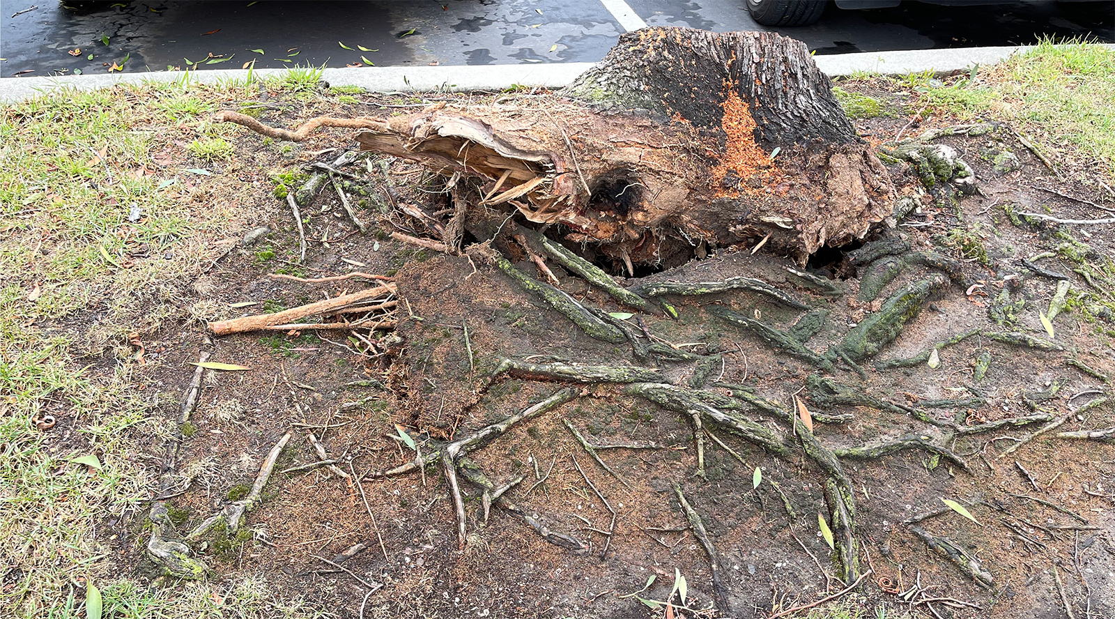 tree that toppled over on vista Del Mar, Edgewater Isle